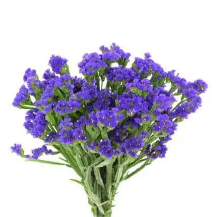 Statice Purple(10case)bmark