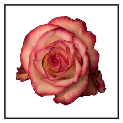 Rose Paloma 50cm naranjo