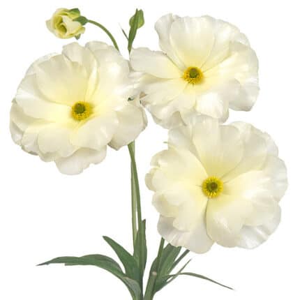 Ranunculus Butterfly Cream chile