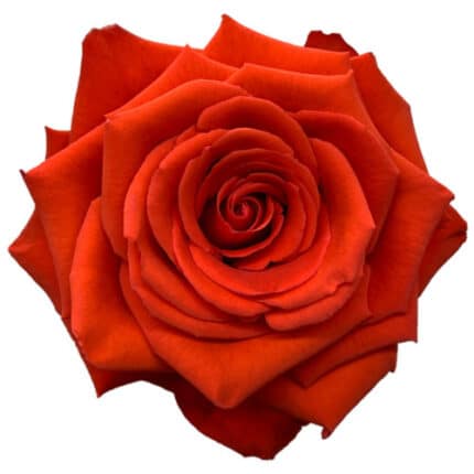 Rose Nina 70cm rprima