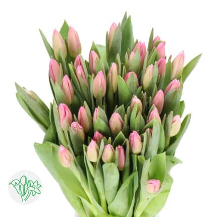 Tulip Jumbo Pink holl