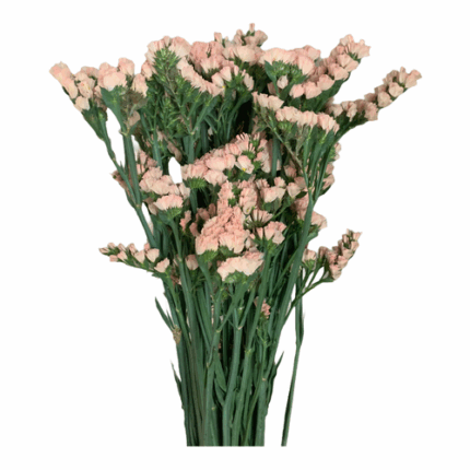 Statice Apricot fresca