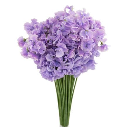 Sweet Pea Lavender Japan holex