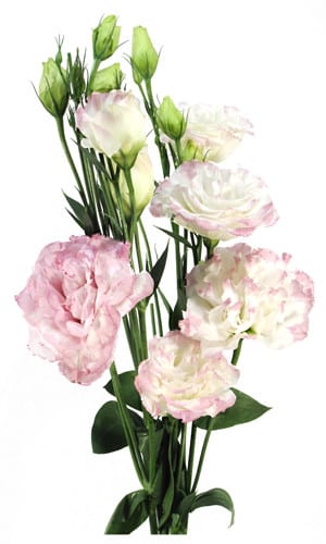 Lisianthus Dbl Pk White flboard
