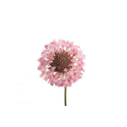 Scabiosa Pink much