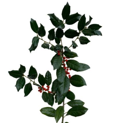 Holly English quick