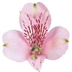 Alstro Pink perf valleflor