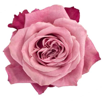 Rose Art Deco 40cm Florecal