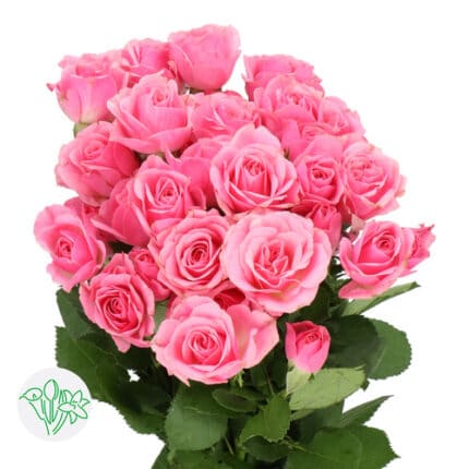 RoseSpray One Top holl pk