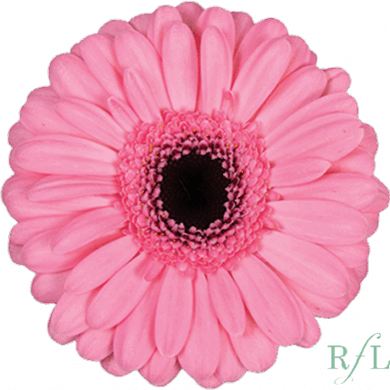 Germin Smart can. pink