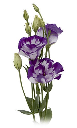 Lissy Bicolor Wht/Purple P&f