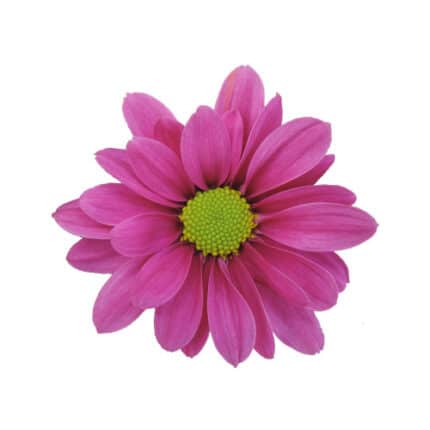 Pom Daisy Purple continental