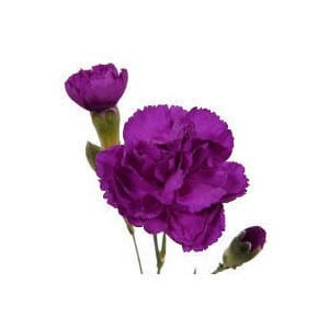 CarnMini Purple cont.