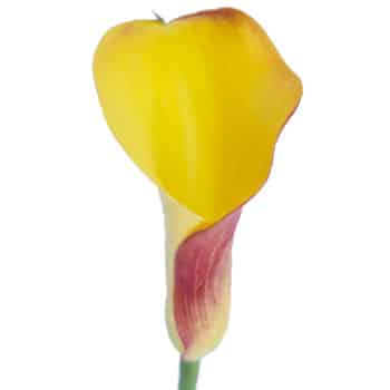 Calla Pot of Gold holl