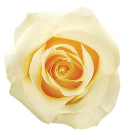 Rose Creme De la Creme 50cm te