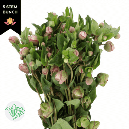 Helleborus Bella belles holl 5