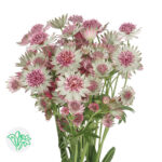 Astrantia Rosa Lee holl - Image 2