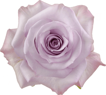 Rose PurpleHaze 40cm rprima