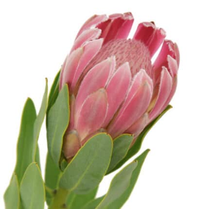 Protea Carnival holl