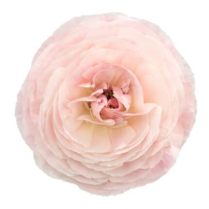 Ranunculus Pink rio fancy