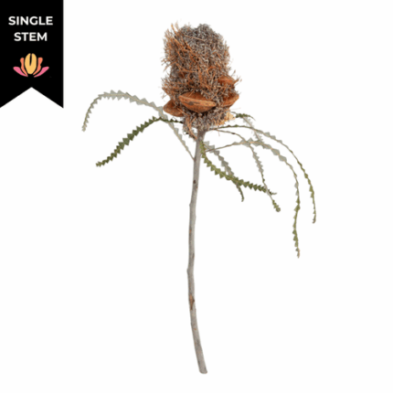 Banksia Menziesi holex(st)