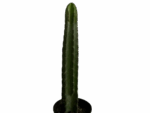 10" Cactus Peruvianus