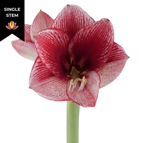 992417ec-22bc-4165-b024-5fe221e30ce0.png Amaryllis Showmaster (stem) holl - Image 1