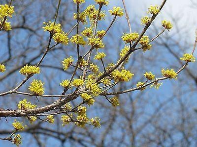 Dogwood cornel seaberry