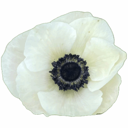 Anemone White black center hen