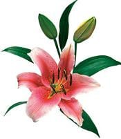 TIBER lily holl