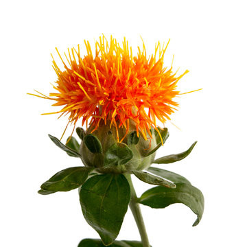 Carthamus Orange amerilink