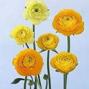 Ranunculus Org Yellow aviv