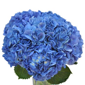 Hydrangea Elite Shocking Blue