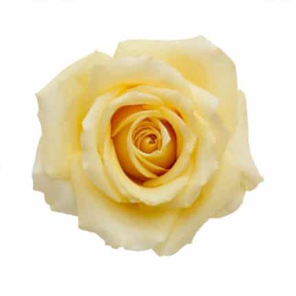 Rose Butterscotch 50cm rprima