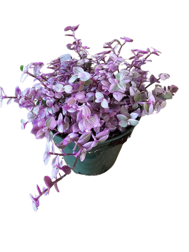 4" Tradescantia Pink Panther