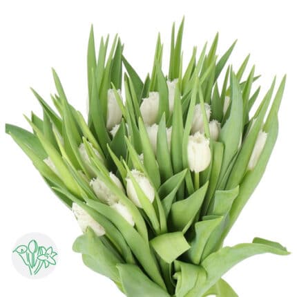 Tulip Frill Honeymoon