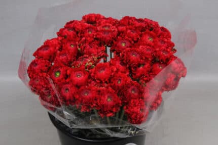 Ranunculus Pon Draco holl