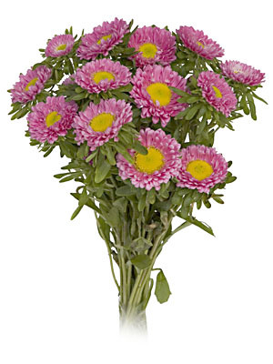 Aster Matsu LtPink continental