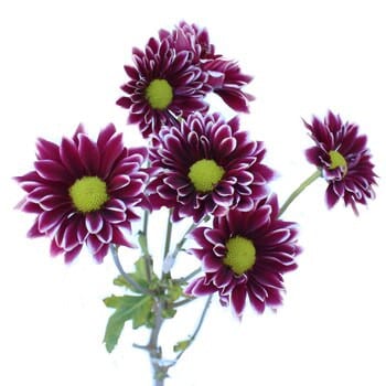 Pom Daisy White Purple sole