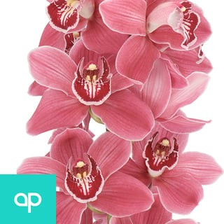 Cymbidium Gigi holl(STEM)