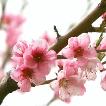 Peach Pink Blossom 5-6'(5st) sberry