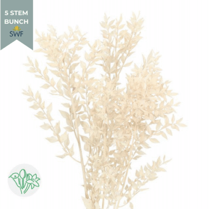 Italian Ruscus Bleached holex