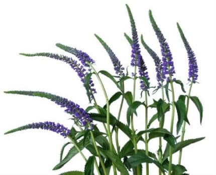 Veronica Blue fresca