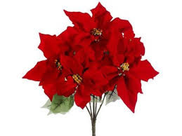 Bush Poinsettia x7 XH01876