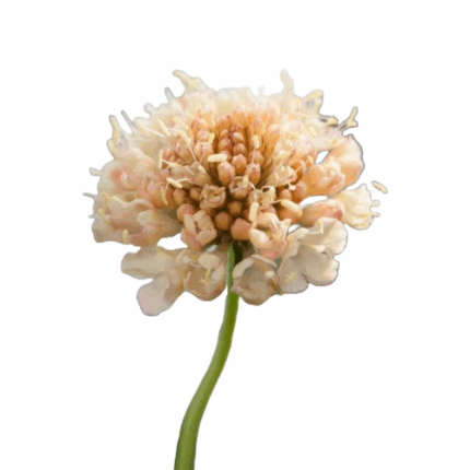 Scabiosa Peach israeli