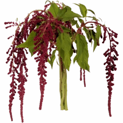 Amaranthus Red Hanging mia
