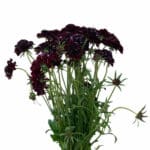 Scabiosa Blackberry cramer - Image 2