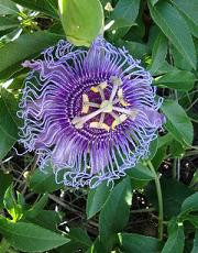 Passion vine fr pk