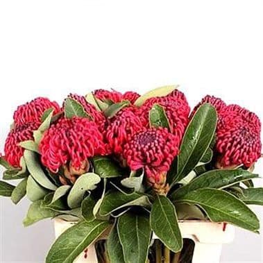 Protea Waratah allure(STEM)