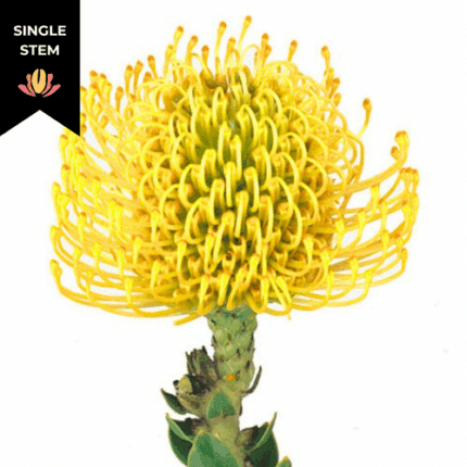 Pins High Gold Anton(STEM)